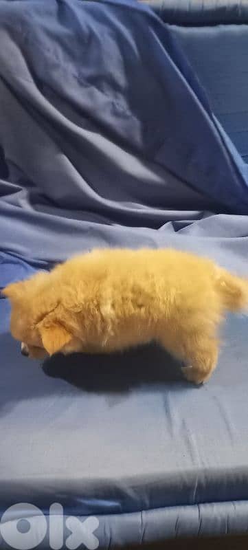 pomeranian 2