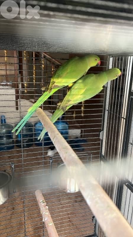 Ringnecks parrots 0