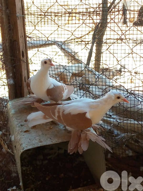 البقاع بعلبك 0