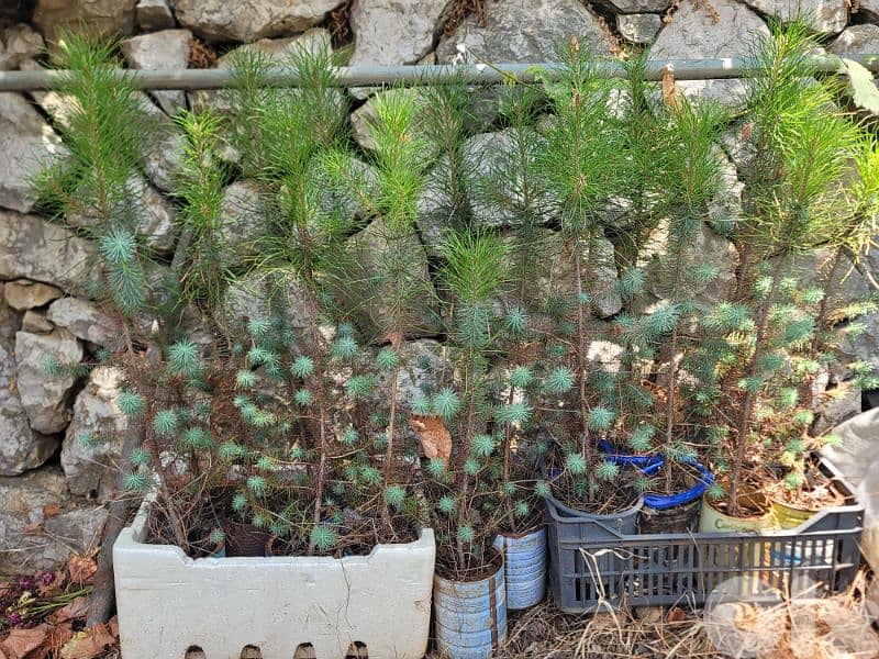 شجر صنوبر بلدي و مأصل للبيع 0