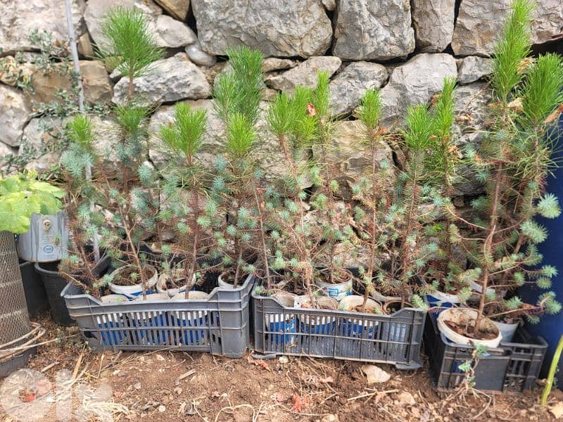 شجر صنوبر بلدي و مأصل للبيع 1