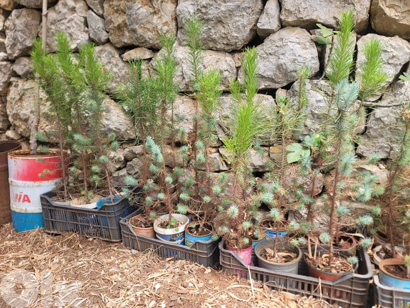 شجر صنوبر بلدي و مأصل للبيع 2