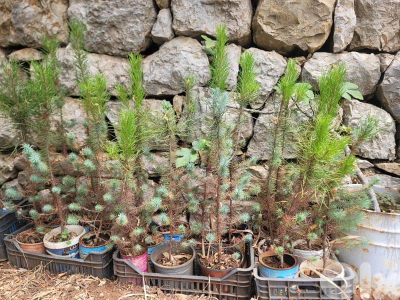 شجر صنوبر بلدي و مأصل للبيع 3