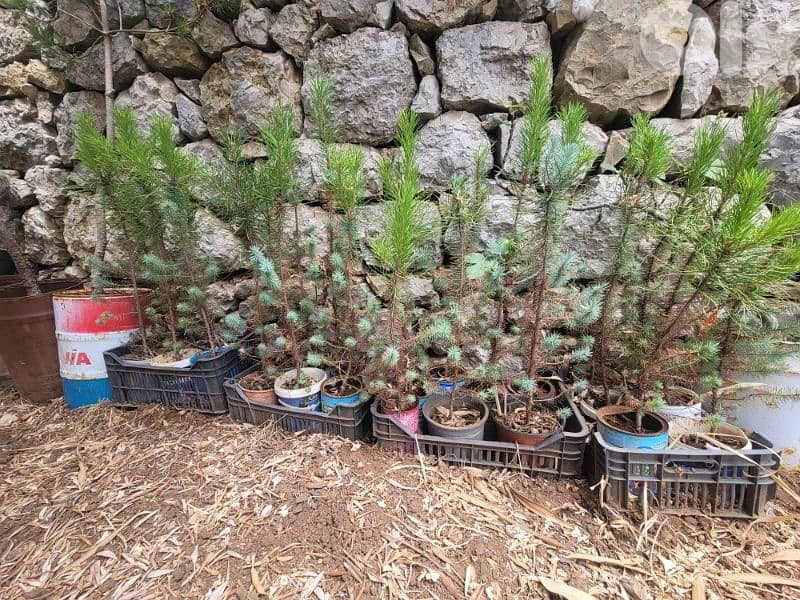 شجر صنوبر بلدي و مأصل للبيع 4