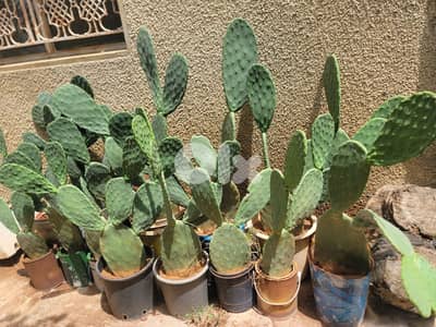 شتل صبير بلا شوك بلدي للبيع