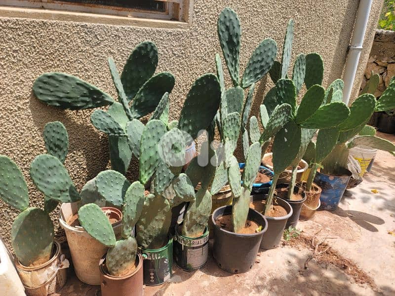 شتل صبير بلا شوك بلدي للبيع 1