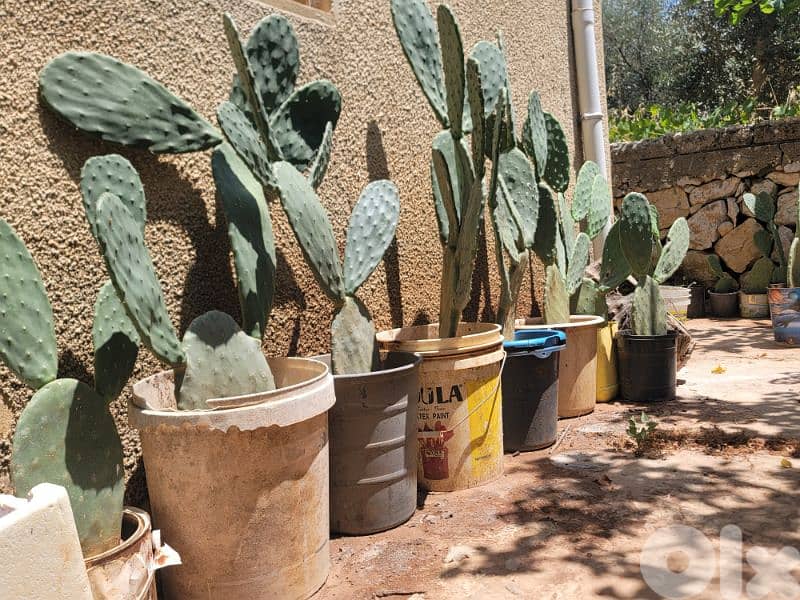 شتل صبير بلا شوك بلدي للبيع 2