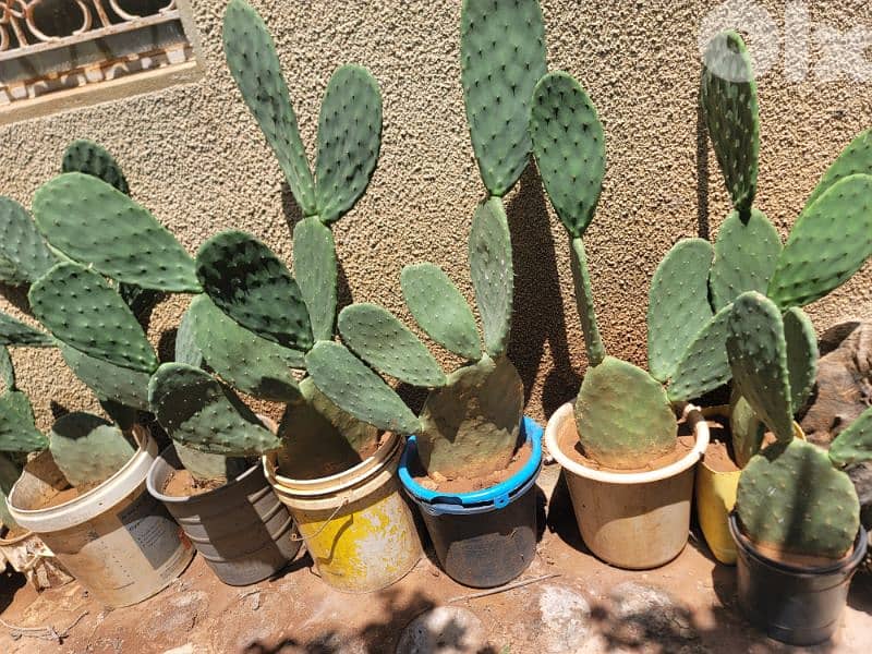 شتل صبير بلا شوك بلدي للبيع 3