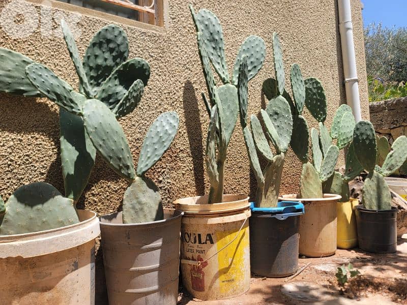 شتل صبير بلا شوك بلدي للبيع 4