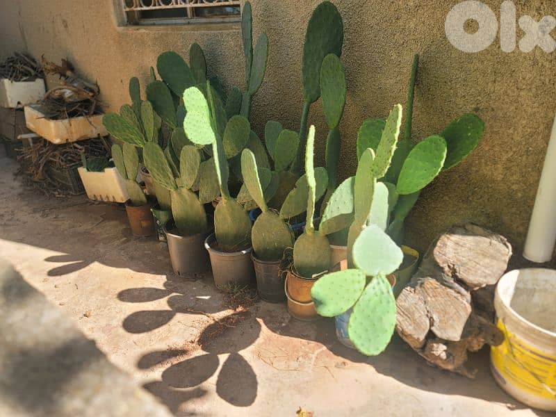 شتل صبير بلا شوك بلدي للبيع 5