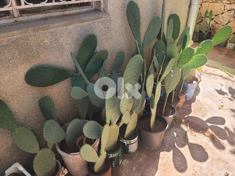 شتل صبير بلا شوك بلدي للبيع 6