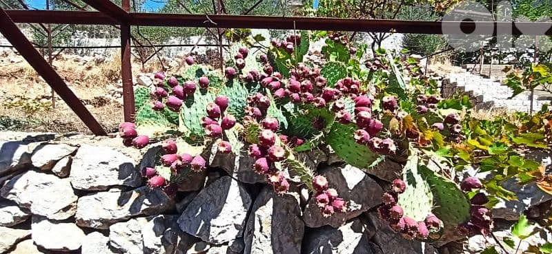 شتل صبير لون أحمر أجنبي للبيع 0