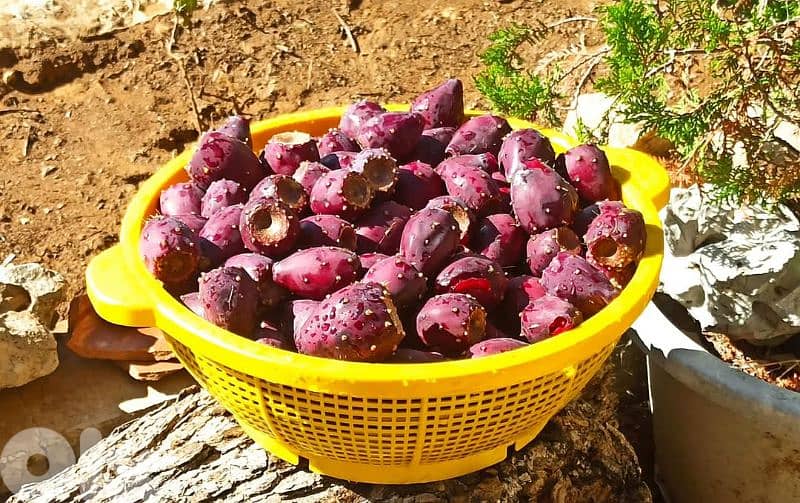 شتل صبير لون أحمر أجنبي للبيع 1