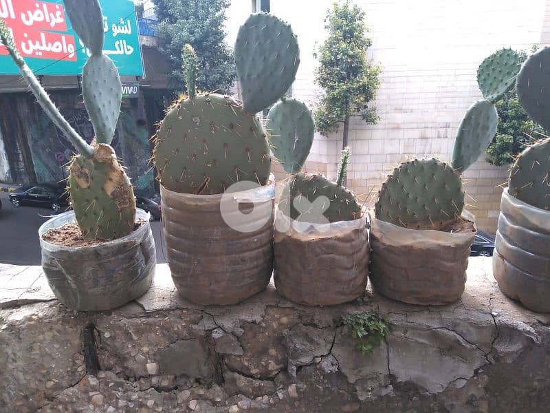 شتل صبير لون أحمر أجنبي للبيع 2