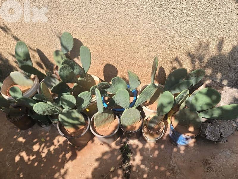 شتل صبير لون أحمر أجنبي للبيع 3