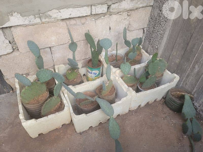 شتل صبير لون أحمر أجنبي للبيع 4