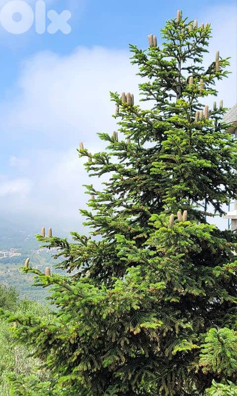 Abies cilicica tree - Christmas tree - for sale شجر عيد الميلاد للبيع 0