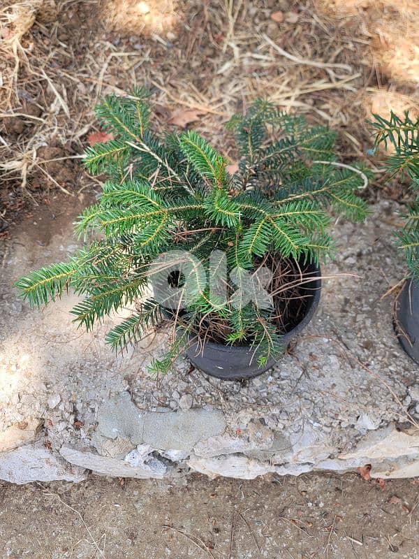 Abies cilicica tree - Christmas tree - for sale شجر عيد الميلاد للبيع 1
