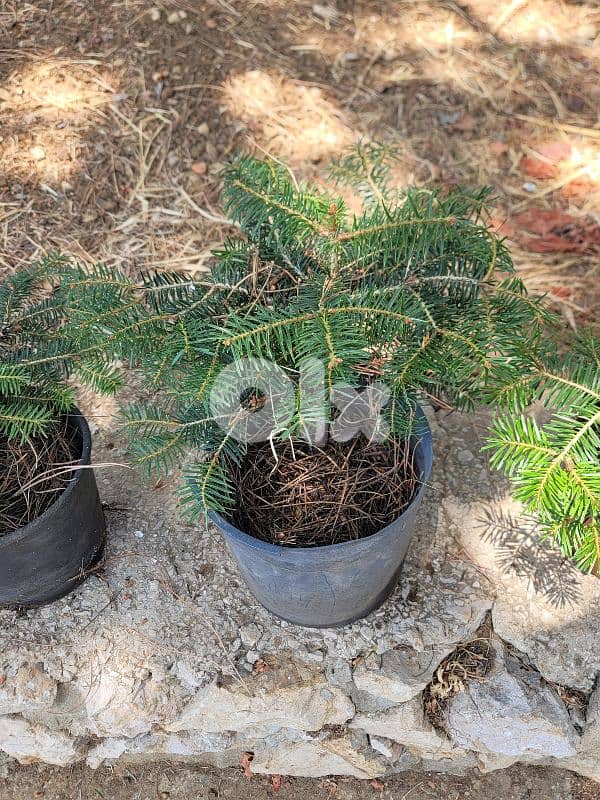 Abies cilicica tree - Christmas tree - for sale شجر عيد الميلاد للبيع 2