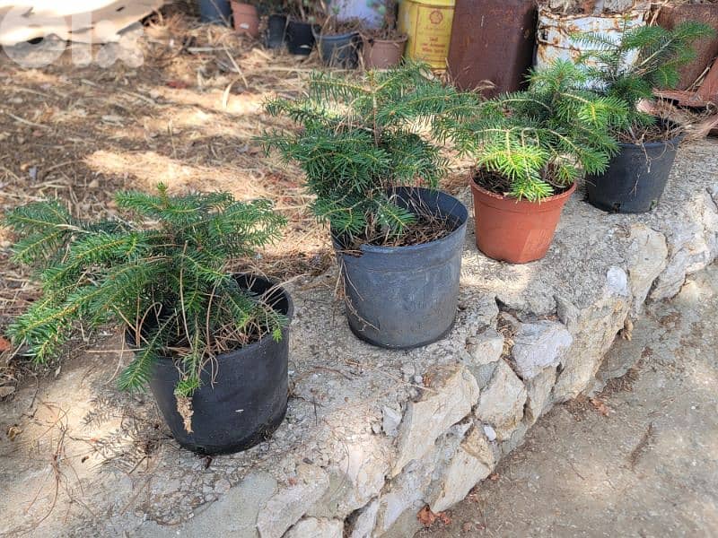 Abies cilicica tree - Christmas tree - for sale شجر عيد الميلاد للبيع 3