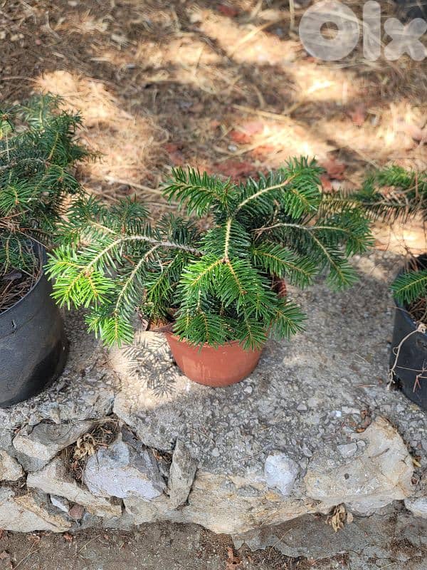 Abies cilicica tree - Christmas tree - for sale شجر عيد الميلاد للبيع 4