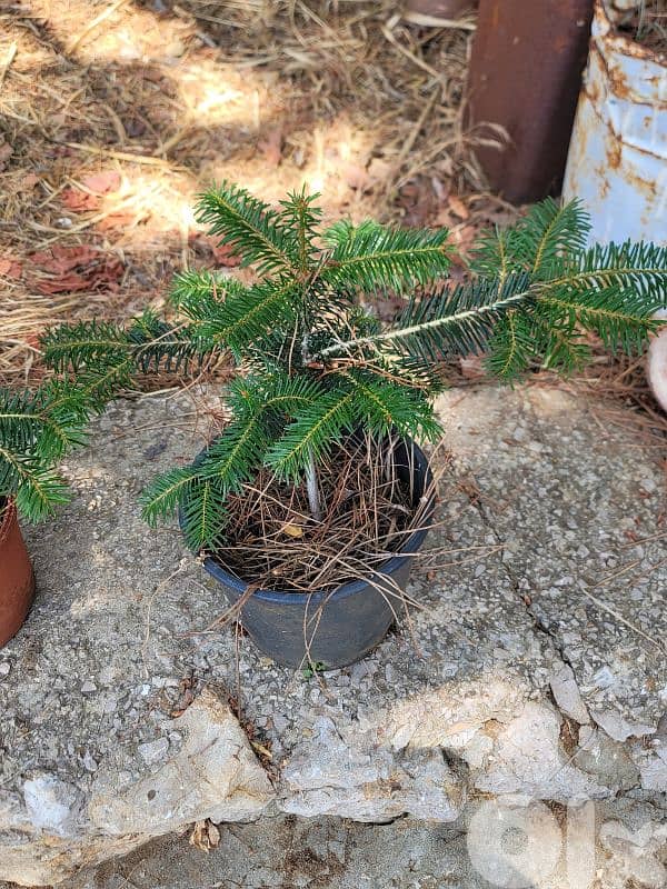 Abies cilicica tree - Christmas tree - for sale شجر عيد الميلاد للبيع 5