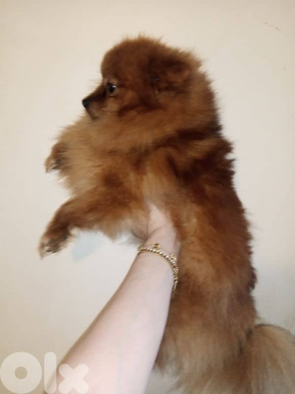 Pomeranian 0