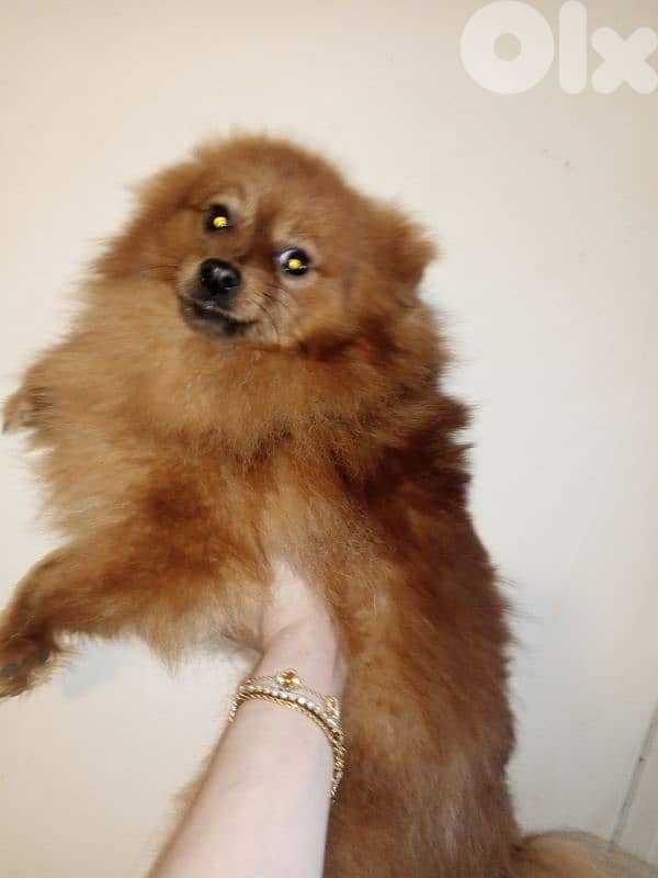 Pomeranian 1