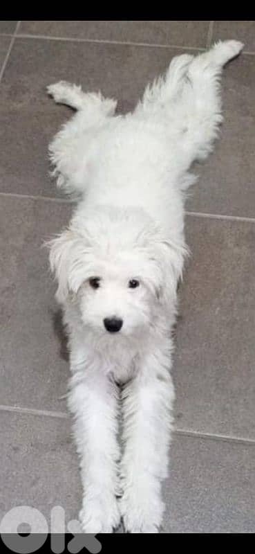 bichon dog for adoption 0