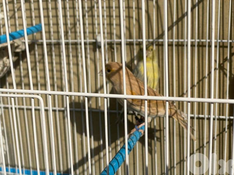 كنرات غولستر و أغات و موزيك وبلدي ومناديق 2