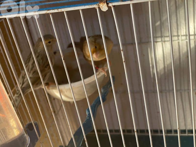 كنرات غولستر و أغات و موزيك وبلدي ومناديق 3