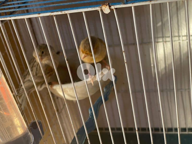 كنرات غولستر و أغات و موزيك وبلدي ومناديق 5