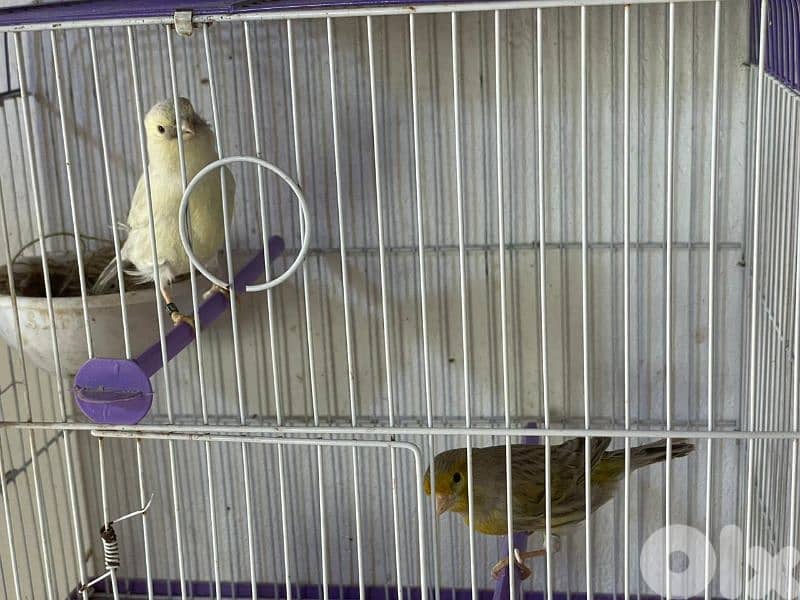 كنرات غولستر و أغات و موزيك وبلدي ومناديق 6