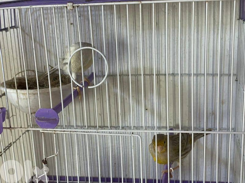 كنرات غولستر و أغات و موزيك وبلدي ومناديق 7