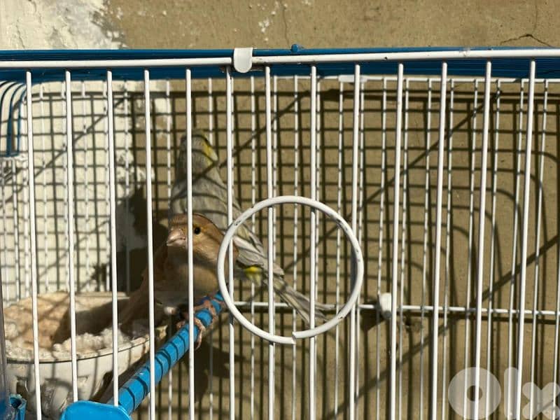 كنرات غولستر و أغات و موزيك وبلدي ومناديق 9