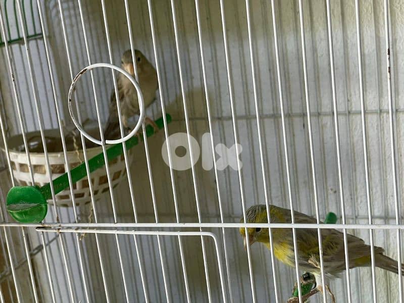 كنرات غولستر و أغات و موزيك وبلدي ومناديق 10