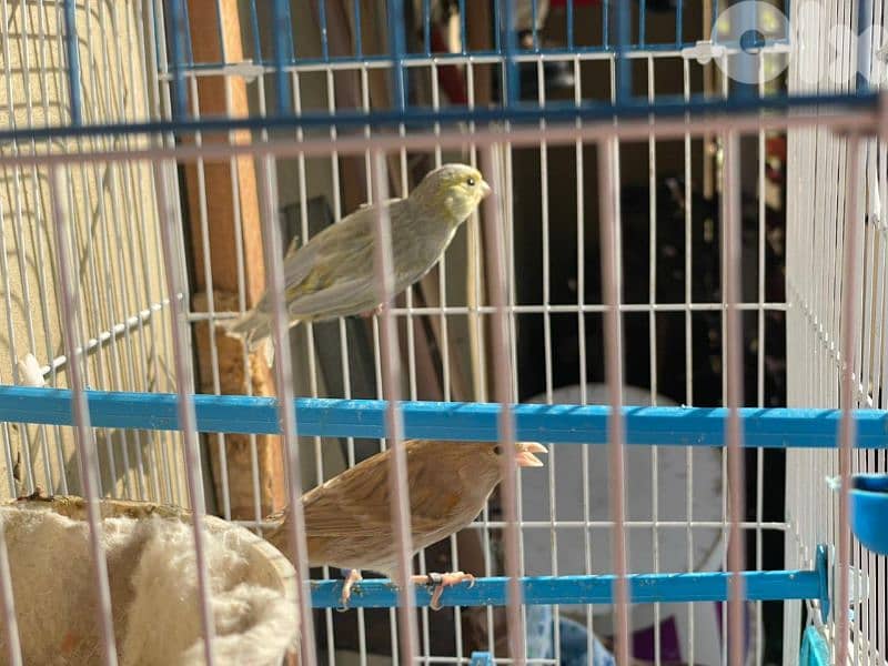 كنرات غولستر و أغات و موزيك وبلدي ومناديق 11