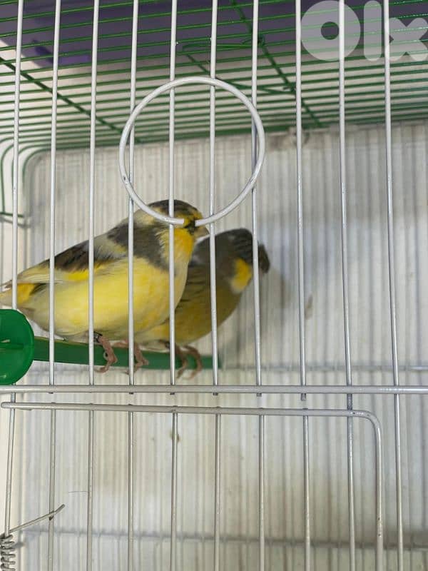 كنرات غولستر و أغات و موزيك وبلدي ومناديق 12