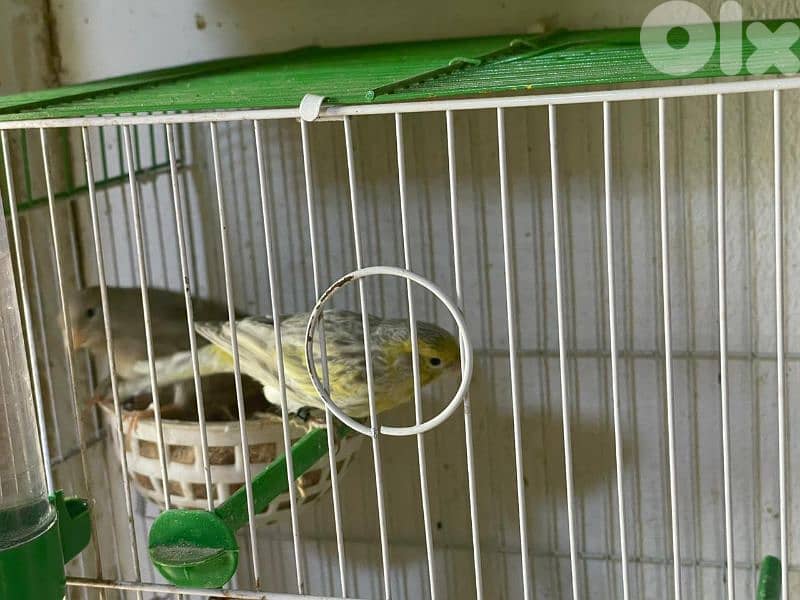 كنرات غولستر و أغات و موزيك وبلدي ومناديق 13