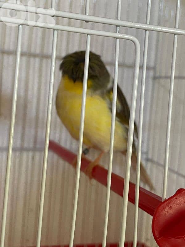 كنرات غولستر و أغات و موزيك وبلدي ومناديق 14