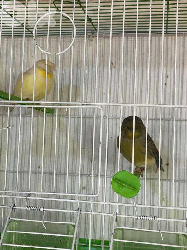 كنرات غولستر و أغات و موزيك وبلدي ومناديق 15