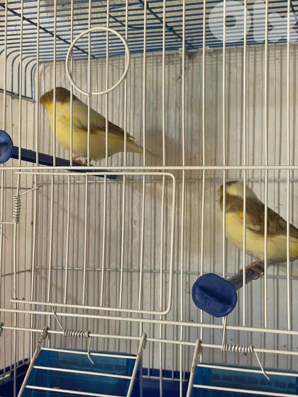 كنرات غولستر و أغات و موزيك وبلدي ومناديق 16