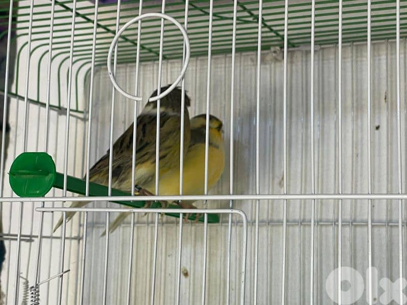 كنرات غولستر و أغات و موزيك وبلدي ومناديق 17