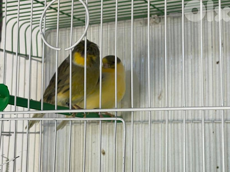 كنرات غولستر و أغات و موزيك وبلدي ومناديق 18