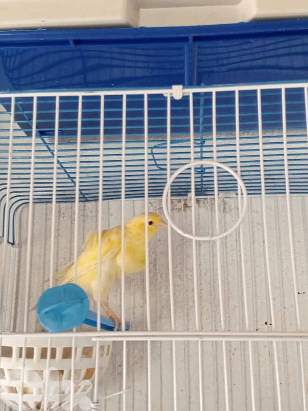 كنرات غولستر و أغات و موزيك وبلدي ومناديق 19