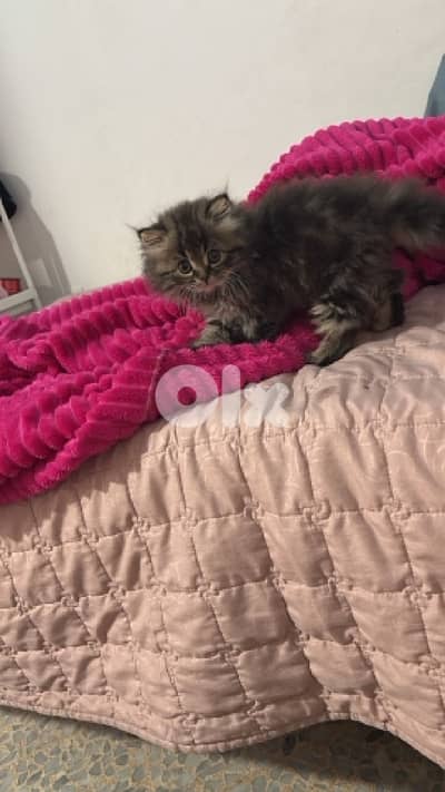 Persian tiger kitten