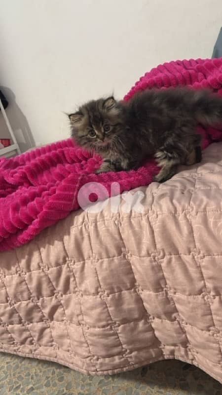 Persian tiger kitten 0