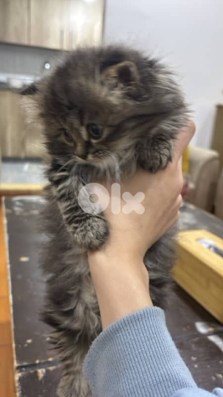 Persian tiger kitten 1