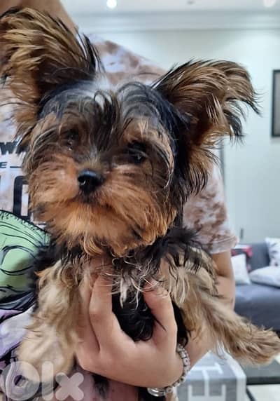 yorkshire terrier teacup male puppy with all his stuff