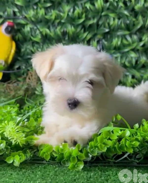 hi this dog for sale 0